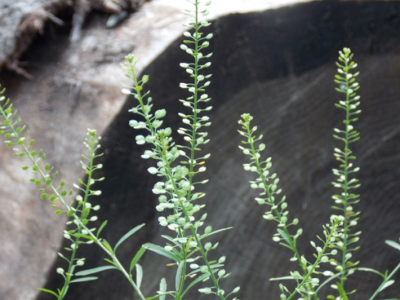 Wild Spices: Foraging for Peppergrass Image